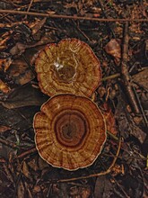 The Wood Mushroom Grow On The Forest Floor