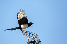 Magpie Bird Sits On The Antenna....
