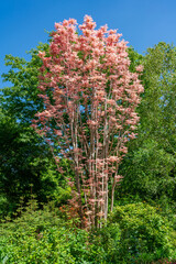 chinese cedar flamingo tree (toona sinensis flamingo)