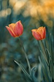 Fototapeta Tulipany - Kwiaty tulipany