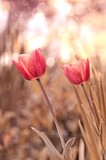 Fototapeta Tulipany - Kwiaty tulipany