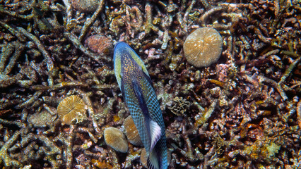 Underwater photo of Titan Triggerfish or Balistoides viridescens in Gulf of Thailand. Giant tropical fish swimming among reef. Wild nature, sea life. Scuba diving or snorkeling. 