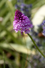 Wall Mural - orchis pyramide