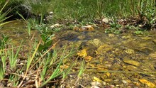 Close Up Flora And Fauna Of A Smll Highland Brook