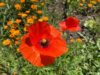 Wall Mural - Common poppy (Papaver rhoeas), Corn poppy, Corn rose, Field poppy, Flanders poppy, Der Klatschmohn, Mohnblume, Klatschrose, Divlji Mak, Poljski mak, Žitni mak, Crveni mak, Bulka ili Turčinak