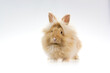 Rudy królik miniaturka