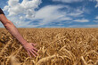© artmim - Male Hand and wheat against sky background