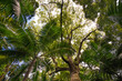 © annaleish - Bottom view of the high green crowns of trees, palm trees against the blue sky and clouds
