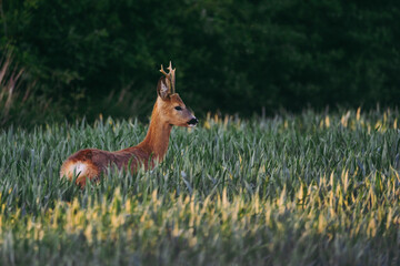 a male roe deer standing in the growing grain by the setting sun.