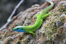 Male Green Lizard (Lacerta Viridis) On A Stone Close-up