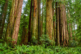 Fototapeta Panele - Forest of large Redwood trees in California