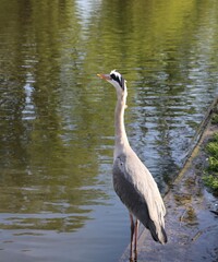 Wall Mural - great crested heron 