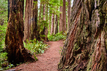 Fototapeta hiking path winds through ancient redwood forest in california
