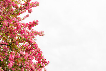 Poster - Pink flowers of an apple tree. Spring flowering garden.