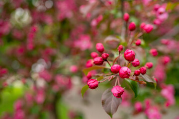 Wall Mural - Pink flowers of an apple tree. Spring flowering garden.