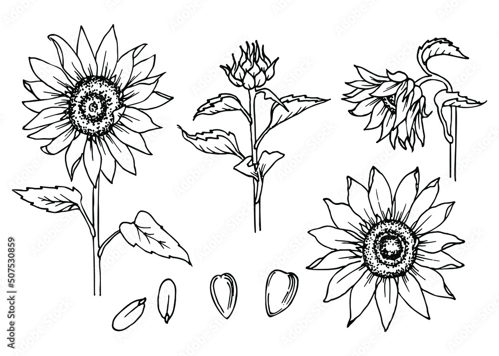 Sunflower flower collection. Floral element sketch. Black and white ...