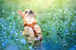 Pies rasy chihuahua stoi na tylnych łapkach wśród kwitnących niezapominajek