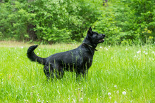 Black Dog On Green Grass