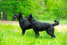 Black Dog On Green Grass