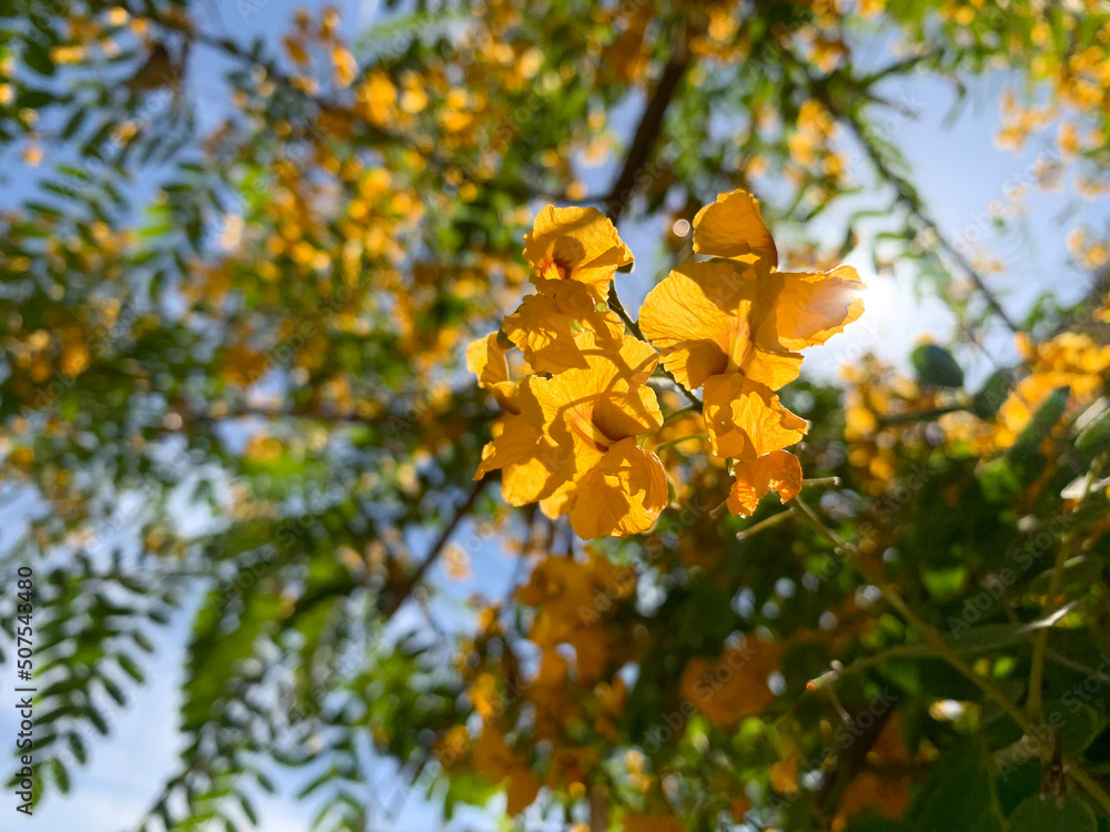 Flowering tree tipuana tipu