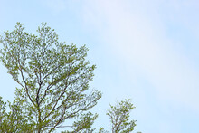 Tree With Green Leaves With Blue Sky