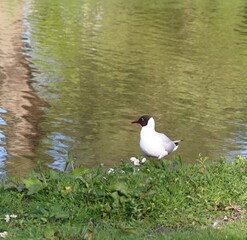 Wall Mural - Seagull on the lake