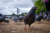 Fototapeta Mapy - Hyde Park Pigeon