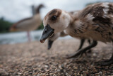 Fototapeta Mapy - Duckling In Hyde Park