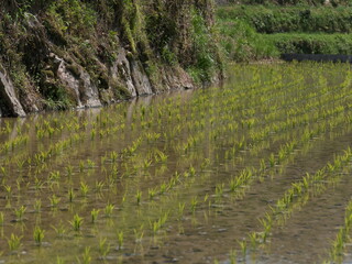 模様の様に平行に植えられた田植え
