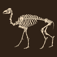 Animal Skeleton Camel Vector Illustration