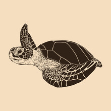 Sea Turtle Sketch Illustration Drawing Vector