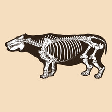 Skeleton Hippopotamus Vector Illustration