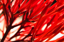 Macro Abstract Real Beauty Nature Cute Background. Small Bright Red Buds Petals Bloom Of Santan Ixora Jungle Geranium Flower Garden Plant, Sharp Needles. Floral Botanic Design Decor. More Tone Stock