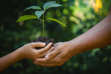 Two Hands holding and caring a green young plant.Mitragyna speciosa plant that is planted in a healthy herb garden.