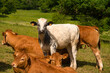Kühe auf den Weiden der Vogesen