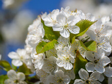 Close-up Of Elegant Defocused White Flowers Of A Blooming Fruit Branch, Shallow Depth Of Field, Design Element. Spring Flowering