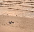 Baby sea turtle is trying to reach the ocean at a beach in Bali, Indonesia