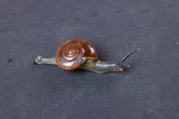 studio shoot of beautiful garden snail