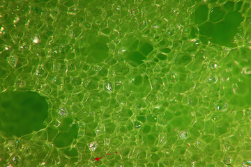 Wall Mural - abstract green macro background of a molecule