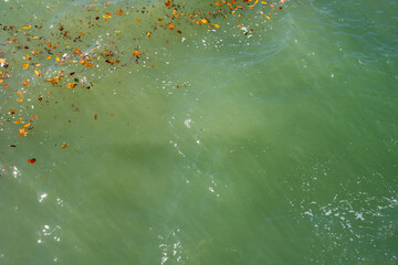 close-up of blue-green ocean water with colorful autumn leaves floating and the sun's rays reflecting in the water