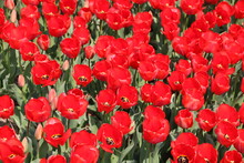 Rote Tulpen In Tulpenfeld Formatfüllend
