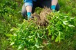 © Valerii Honcharuk - Close-up of spring dividing and planting bush of phlox paniculata plant