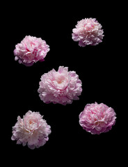 Wall Mural - pink pink flower on black background flower on black background