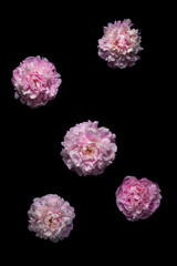 Wall Mural - pink pink flower on black background flower on black background