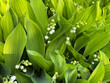 canvas print picture - Lily-of-the-valley, Convallaria majalis