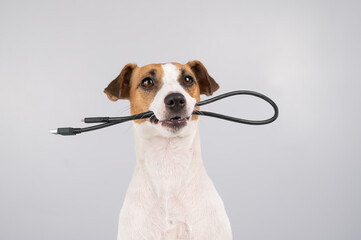 Wall Mural - Dog jack russell terrier gnaws on a black usb wire on a white background. 