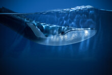 World Oceans Day. The Blue Whale Swimming Near A Surface With A View Of The Blue Sky.