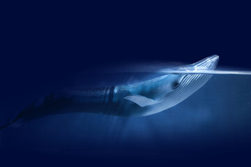 World oceans day. The blue whale swimming near a surface with a view of the blue sky.