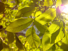 Sun Rays Penetrating Through The Leaves Of The Walnut Tree