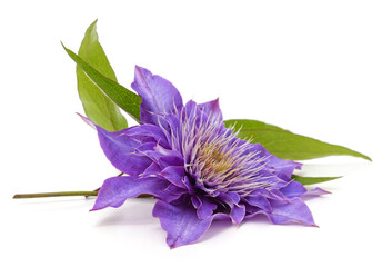 Poster - Purple clematis and leaves.